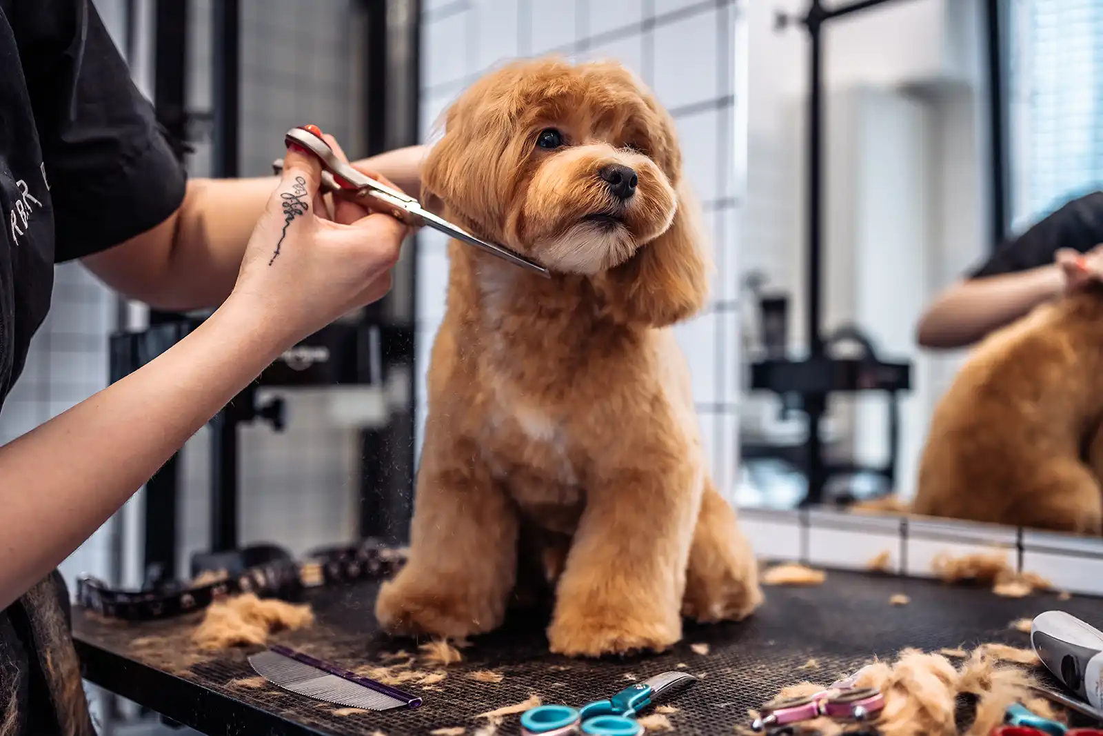 All new clients enjoy 50% of their pet grooming services