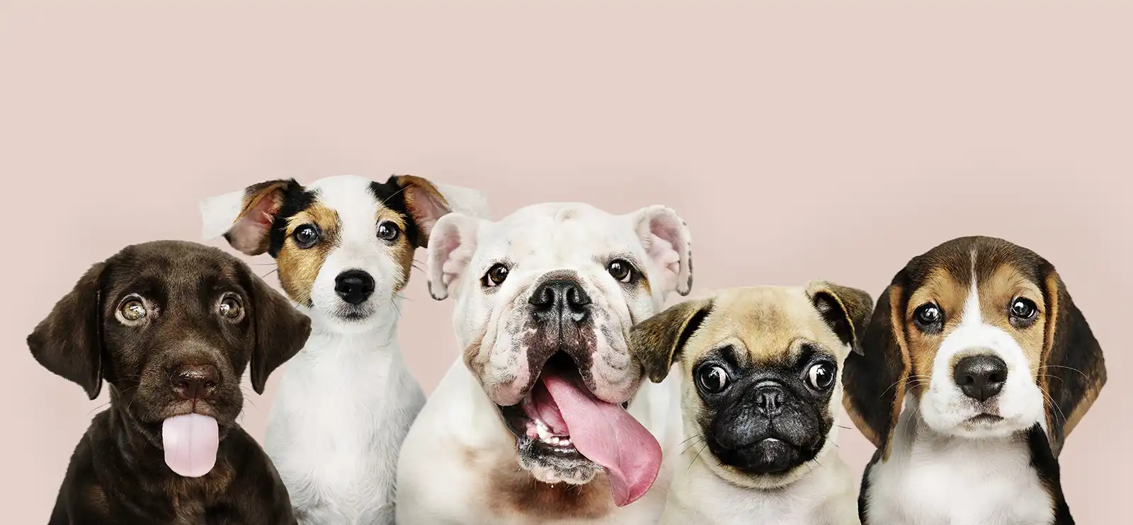 Complimentary pet-care meet and greet