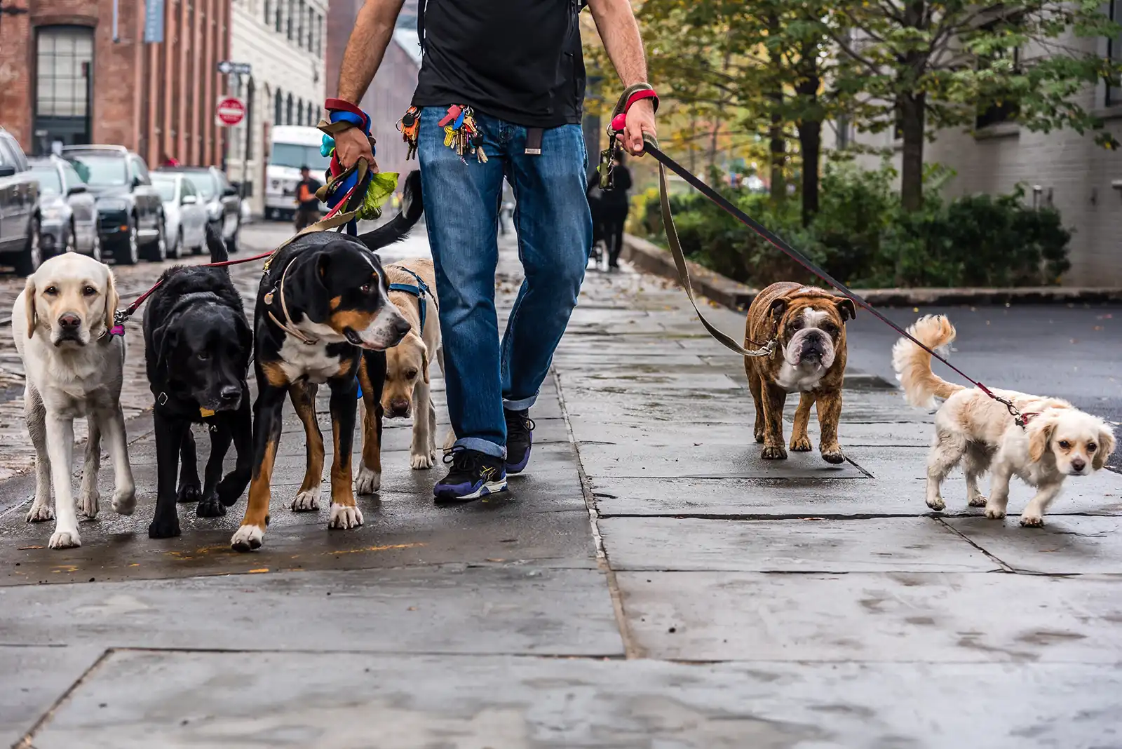 Discounted Dog Walking Services. Save 25% during Summer 2026
